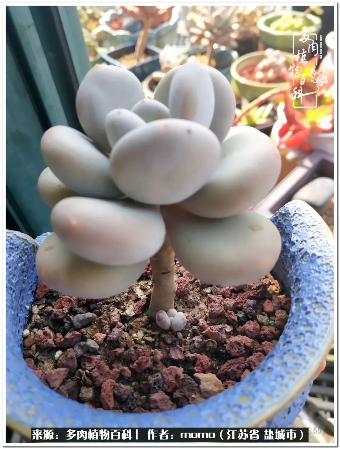 露养一个月的多肉图片,露养多肉春天外面过夜么