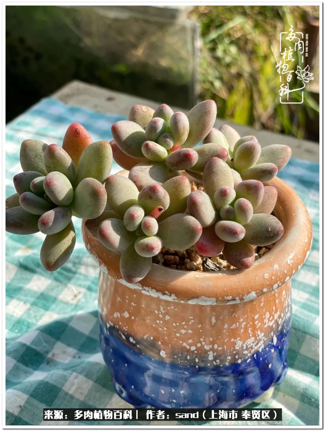 养点花草给生活添点乐趣,养点花花草草心情自然会好