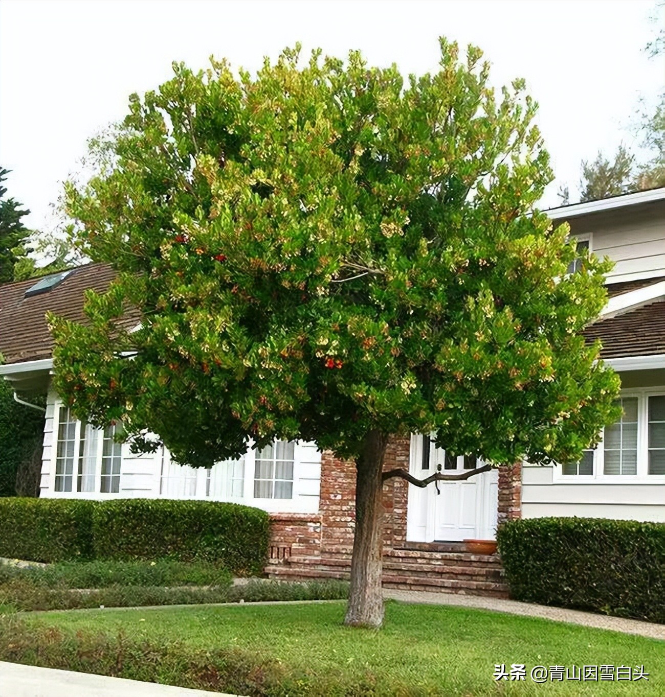 苗木行业何时走出低谷,苗木行业今年难做
