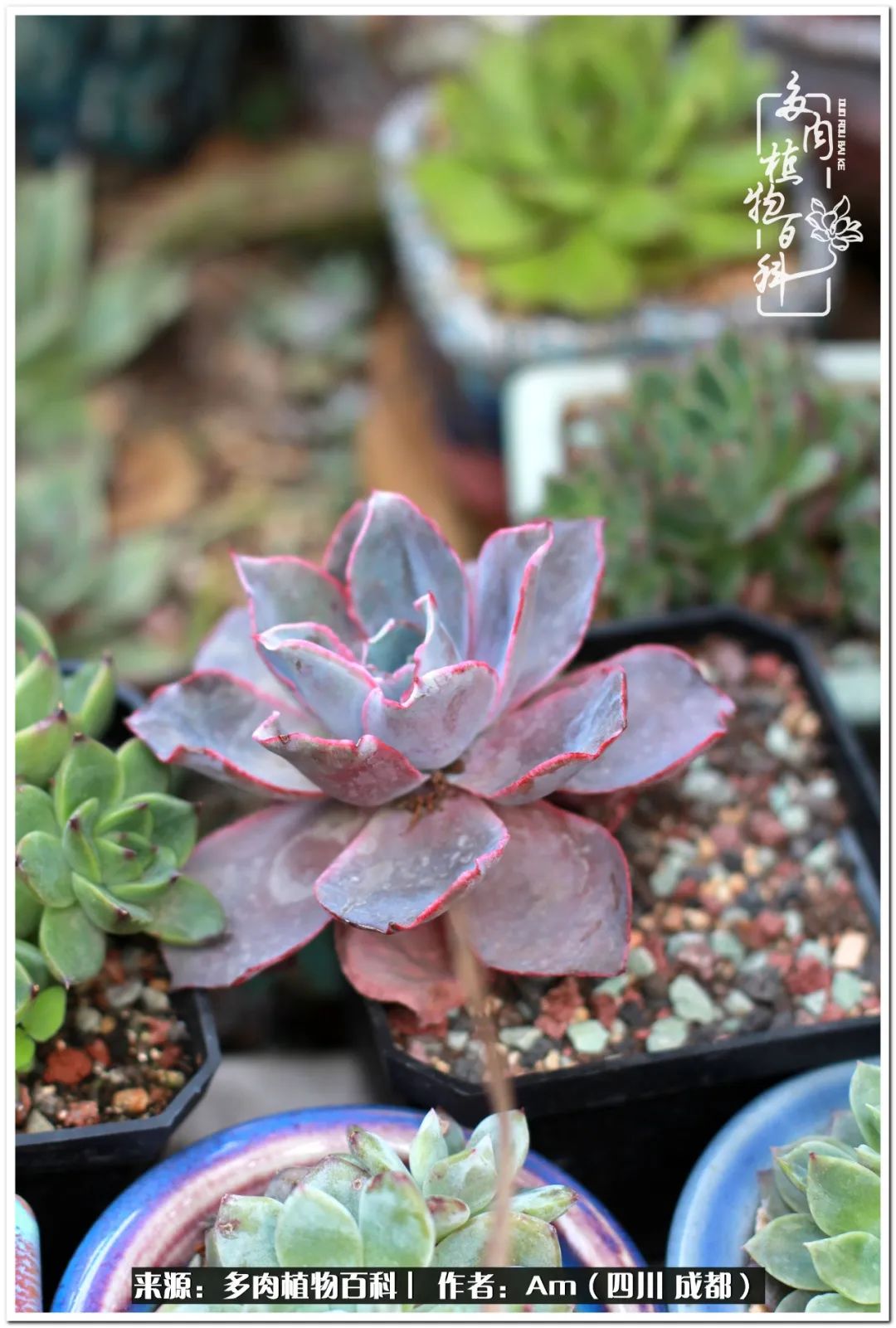 多肉小盆友生活多姿多彩,多肉小精灵福享不停