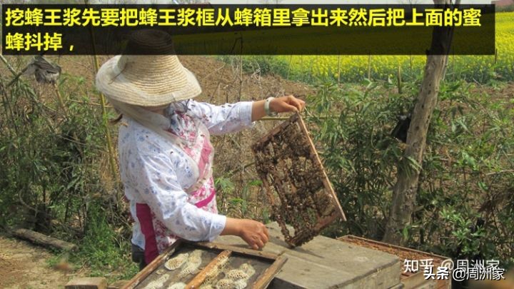 蜂王浆是怎么生产的,蜂王浆的储存方法和食用方法