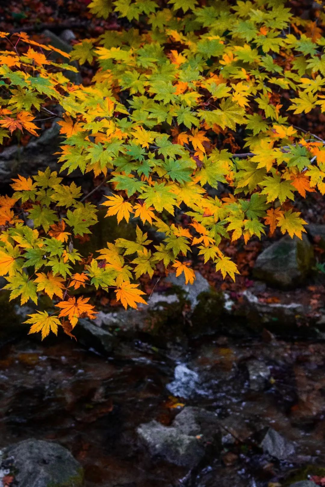 美得正当时！这个秋天，济南九如山值得你为之奔赴