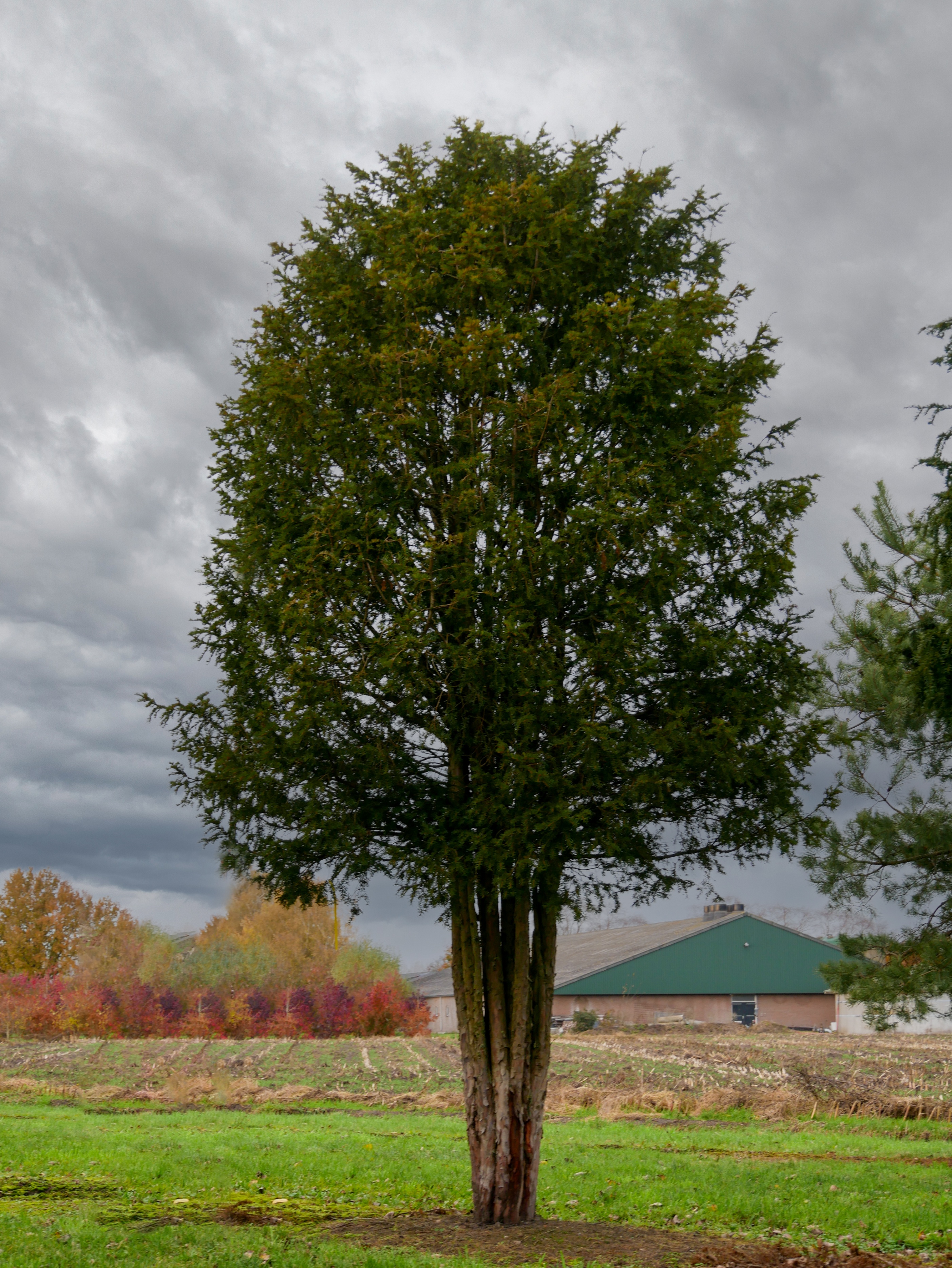 红豆杉暴跌,红豆杉滞销血本无归