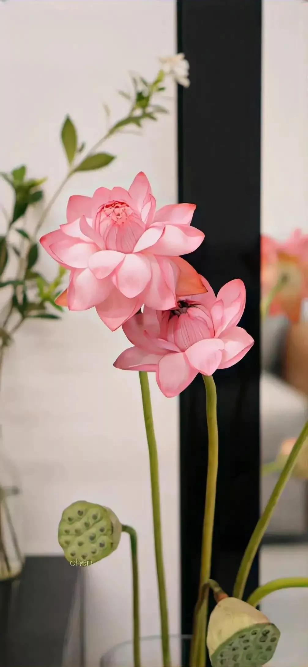 高清壁纸图片全屏干净高级,男士专用黑色美女全屏壁纸