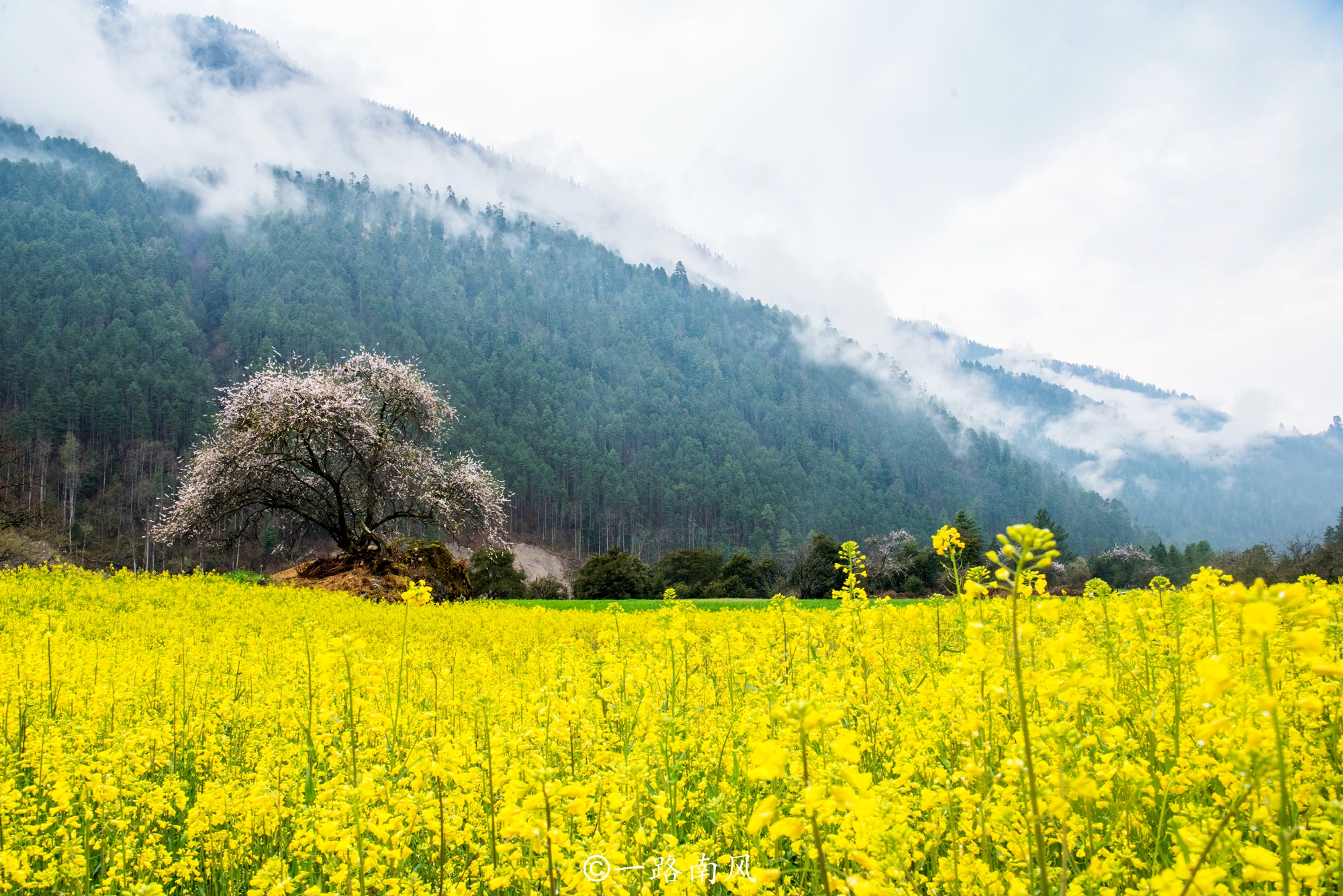 林芝美丽的城市,西藏林芝城市风景