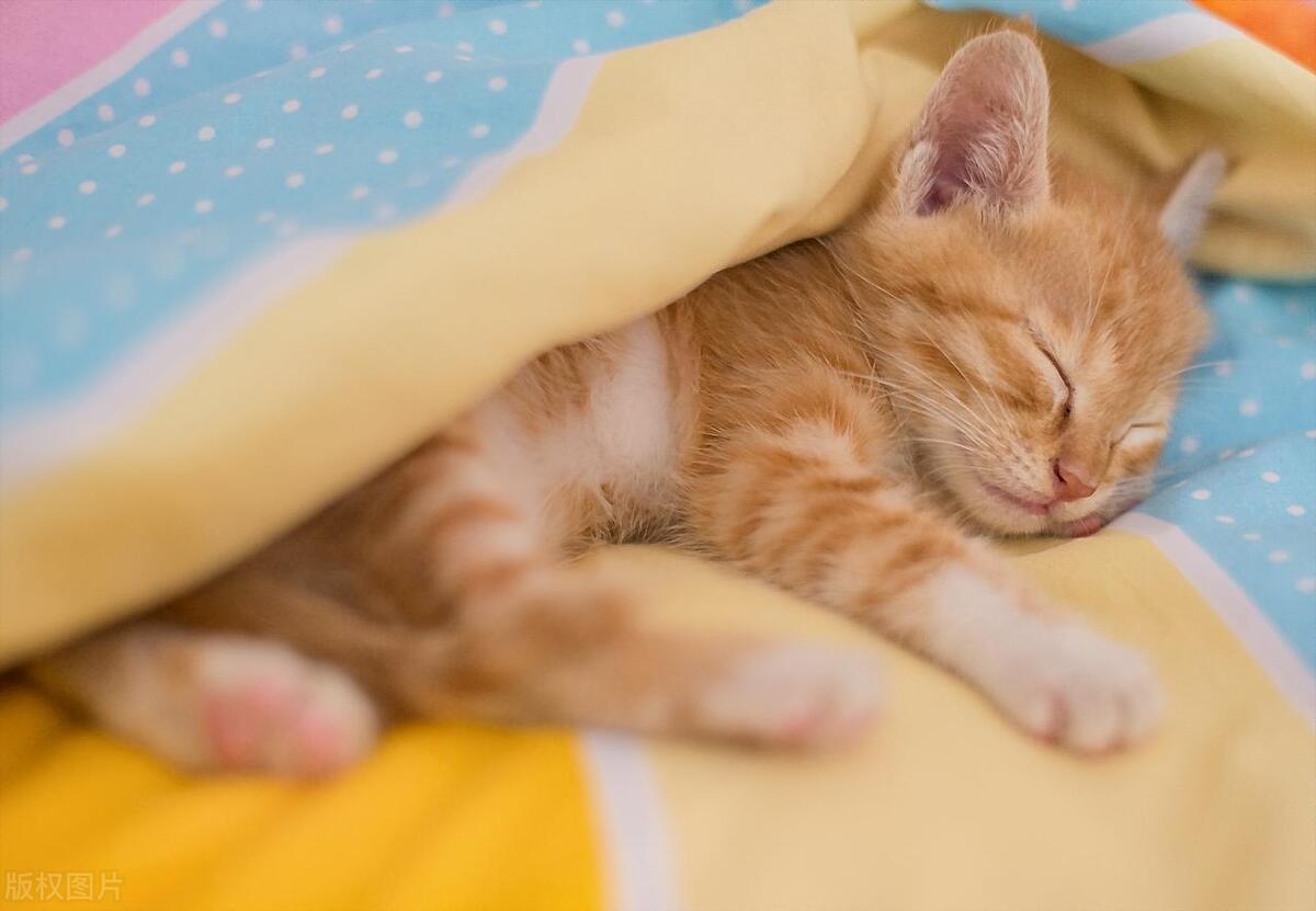 猫半夜跑酷的对策,猫咪半夜跑酷怎么扭转它的作息