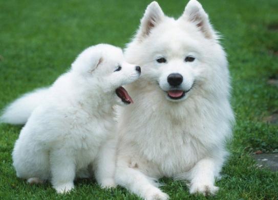 萨摩耶主人生气怎么办呢,怎么判断萨摩耶是不是在微笑