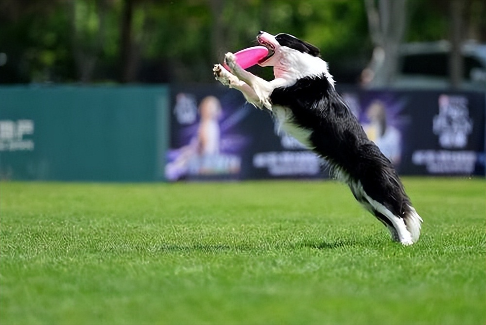 还在犹豫要不要养罗威纳,狗狗到底有必要做绝育吗