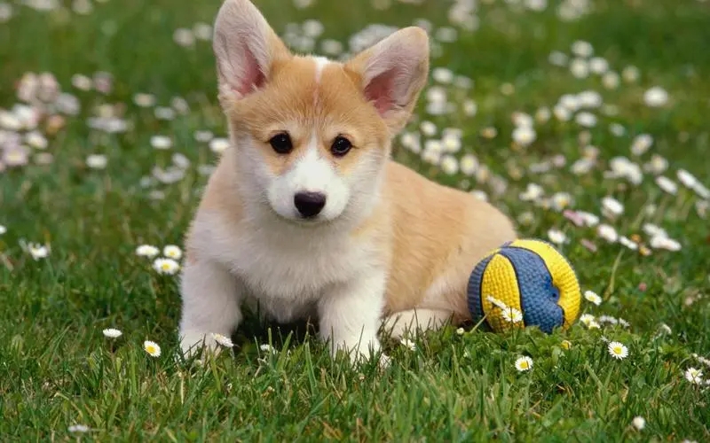 小狗为什么吃了就吐怎么解决,小狗吃什么吐什么连喝水都吐