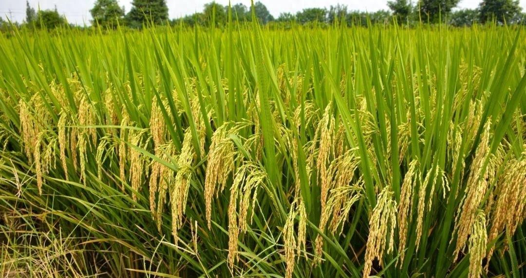 泸两优晶灵品种川审,泸两优晶灵优质稻种