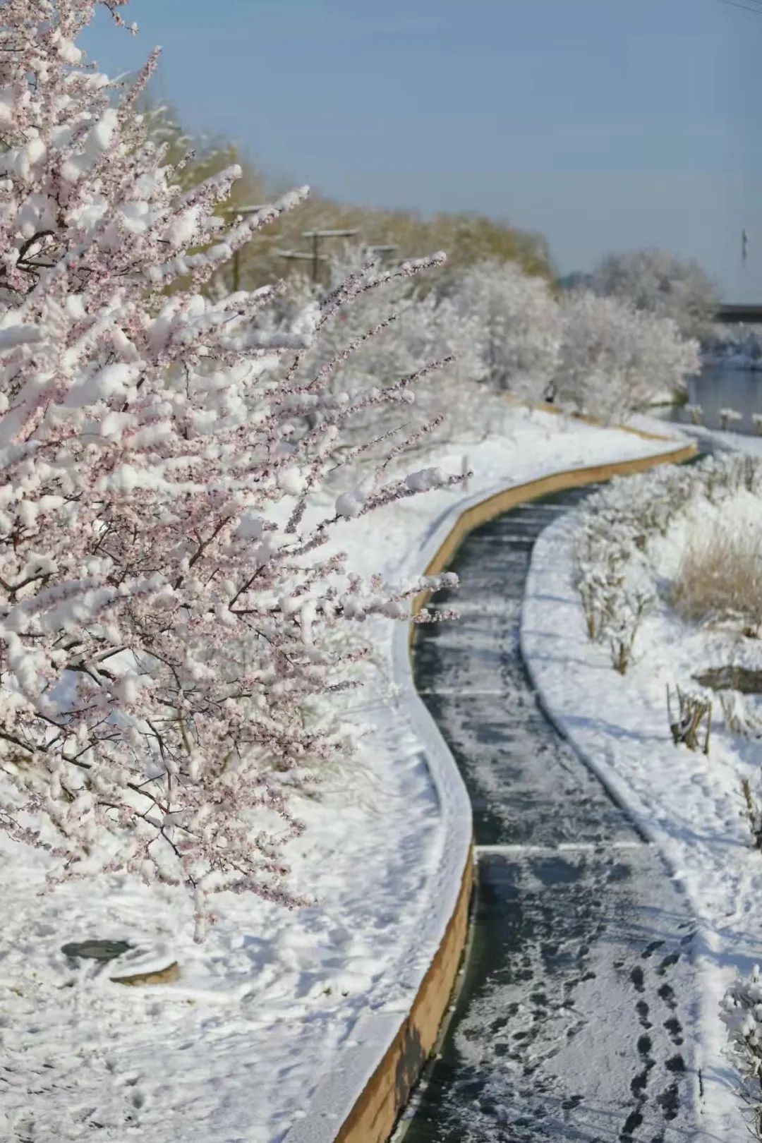 春雪初霁,春雪初霁杏花正芳月上夜吟