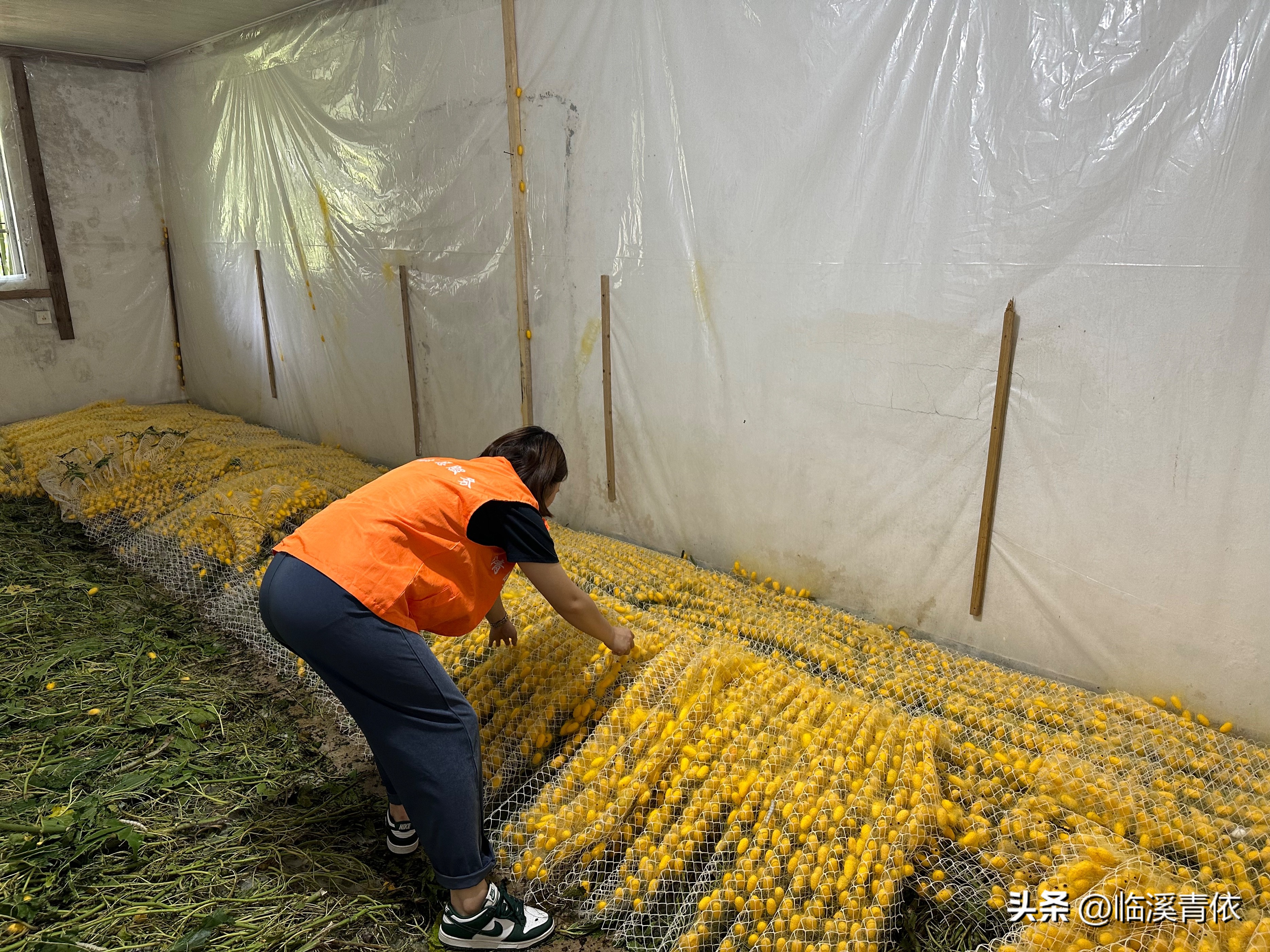 五心吾安——五彩蚕茧致富增收