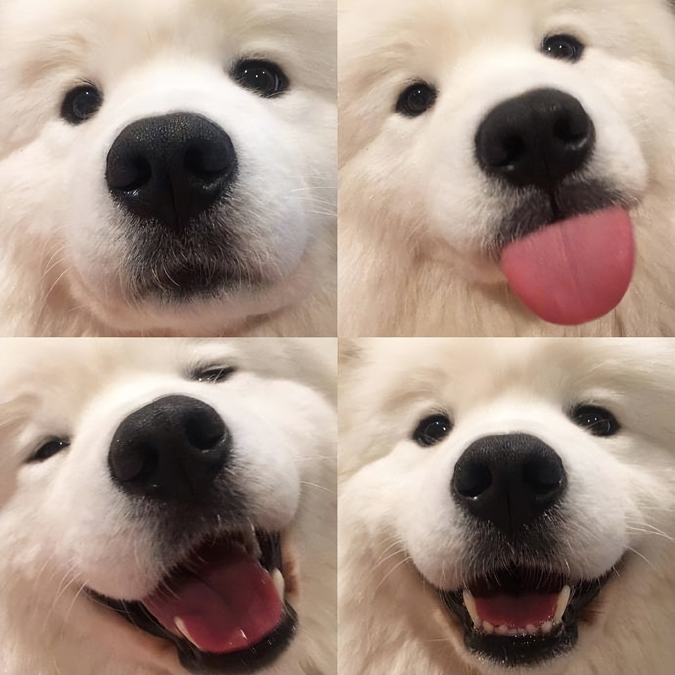 萨摩耶串串幼犬怎么挑选,萨摩耶如何判断是不是串串