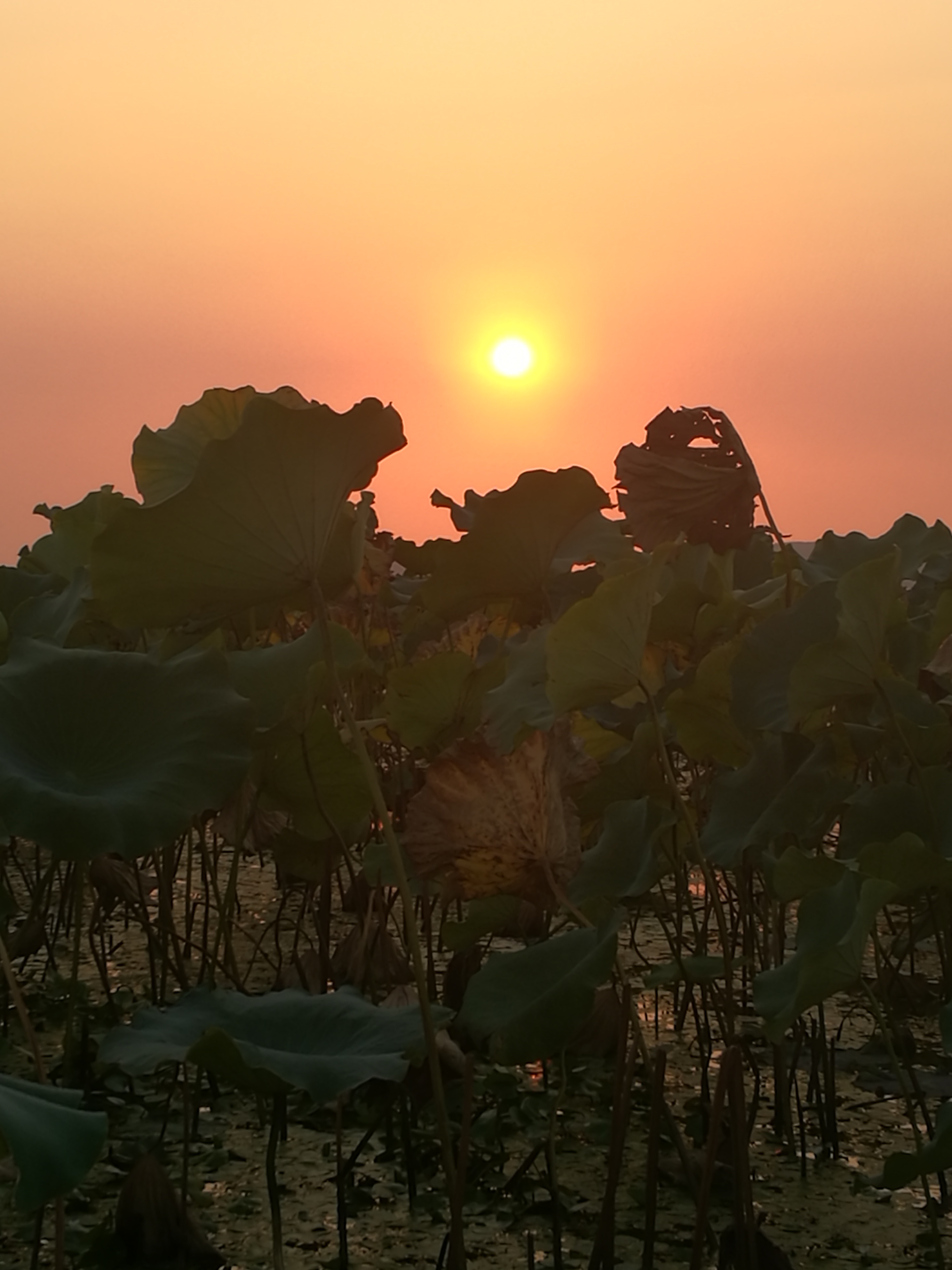 苏州东山农贸批发市场图,苏州东山轻轨