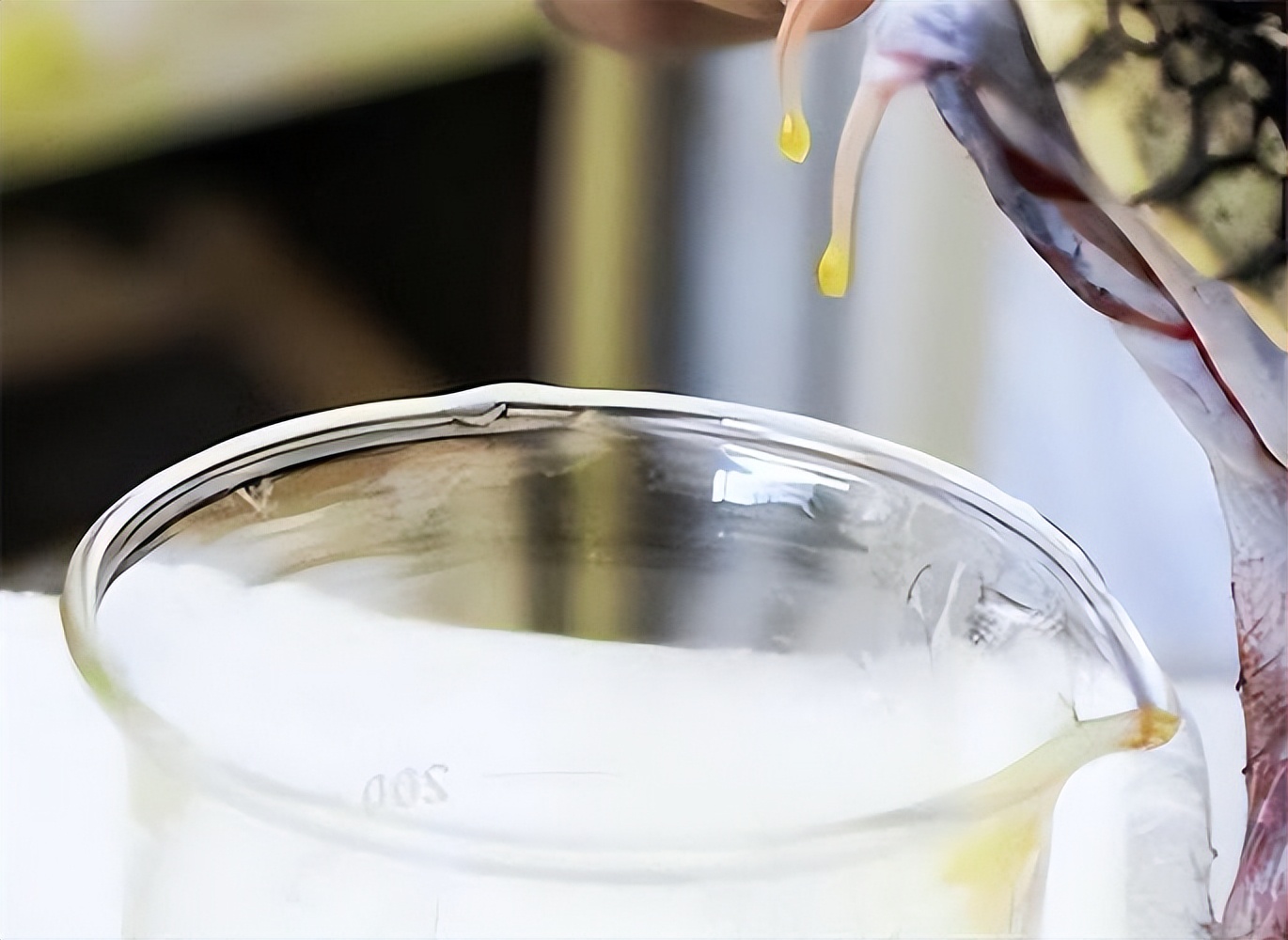 广西蛇毒王后家藏价值46亿,广西女子家中藏价值46亿蛇毒