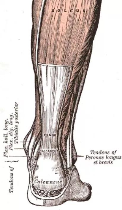 异位骨化的研究进展,肌萎缩侧索硬化症新药研究进展