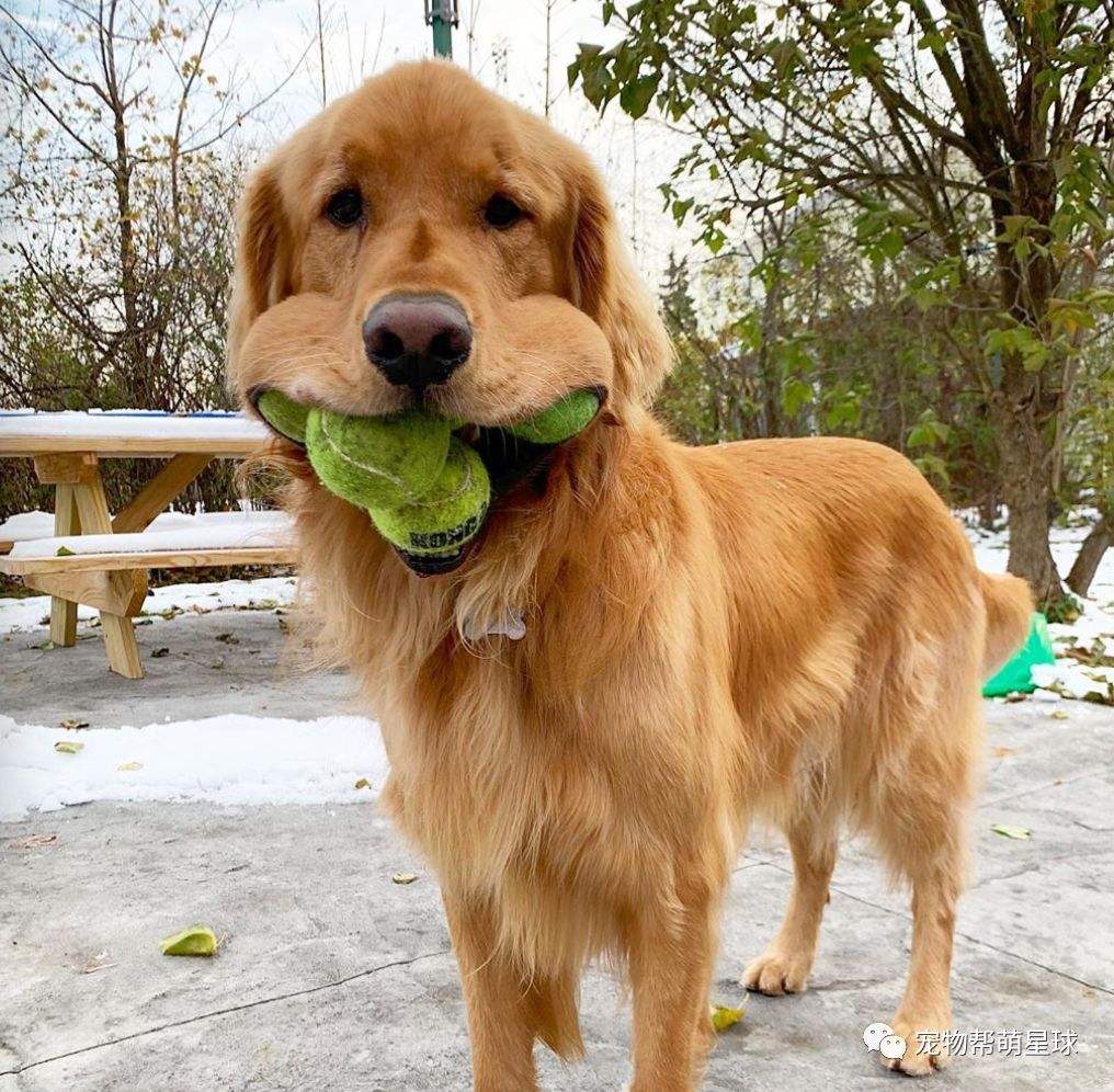 金毛纯的不纯的有什么区别,800块钱的金毛大家帮我看看纯不纯