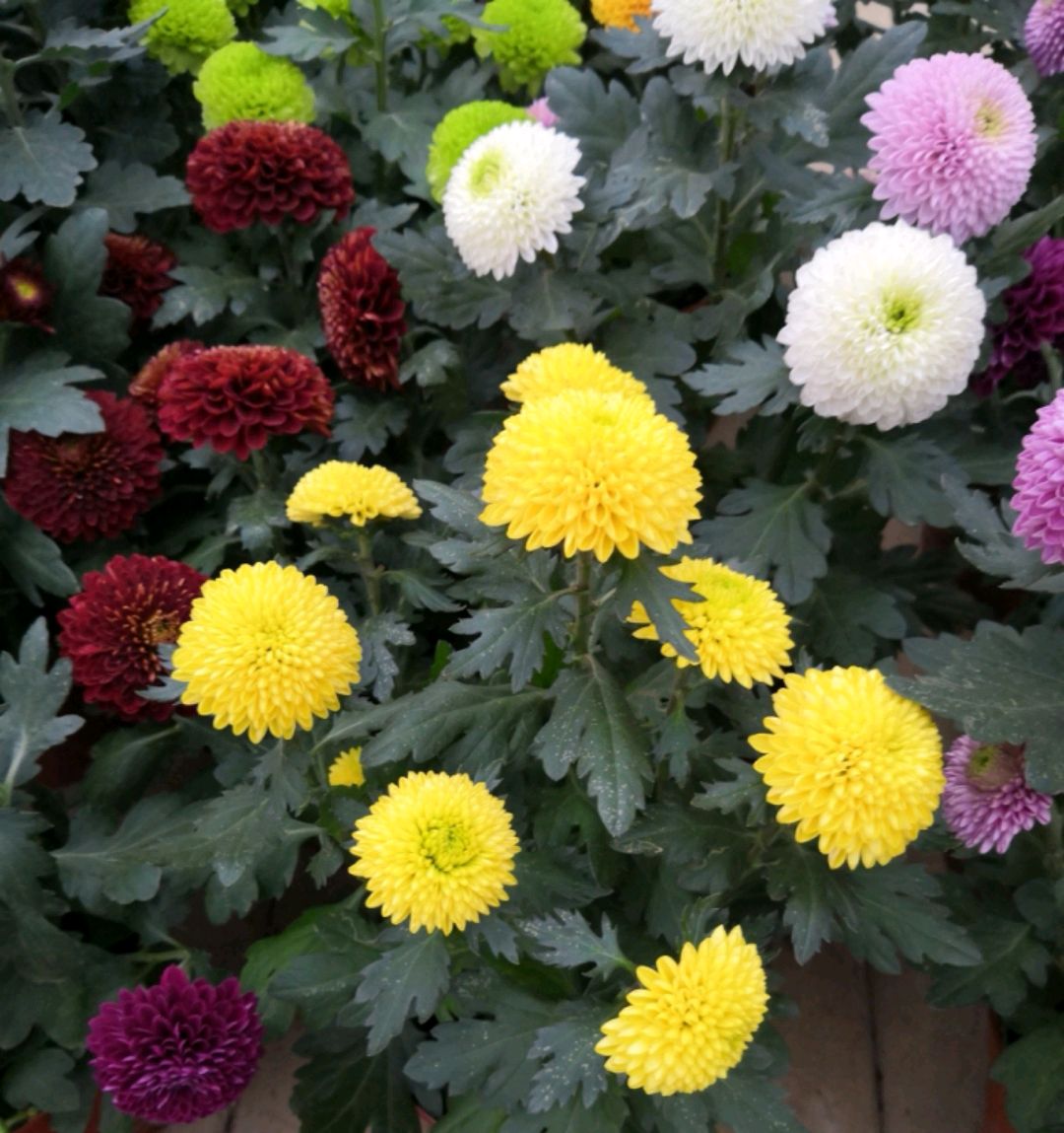 百花齐放春意浓群芳争艳,百花齐放喜迎新春