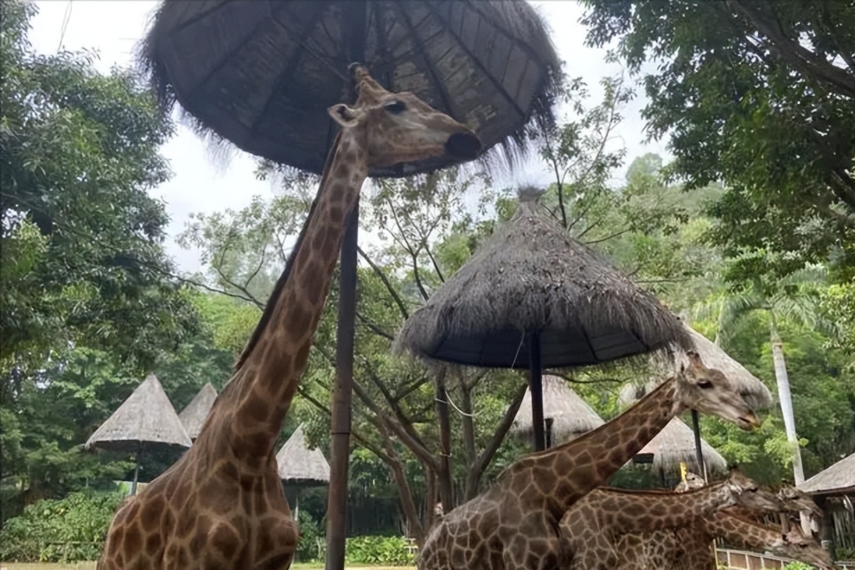 67岁老人闯入狮子园被狮子拖,男子误入狮子园狮口脱险