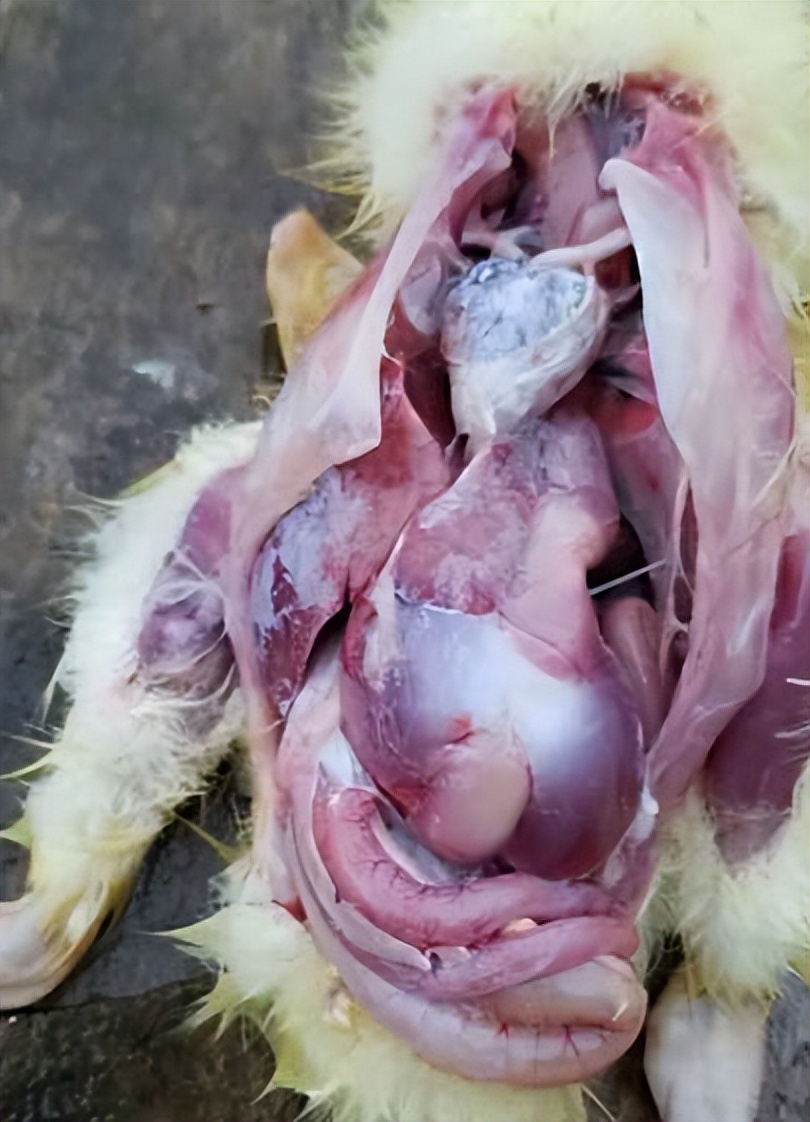 鹅痛风是什么症状如何医治,鹅营养性痛风与病毒性痛风的区别