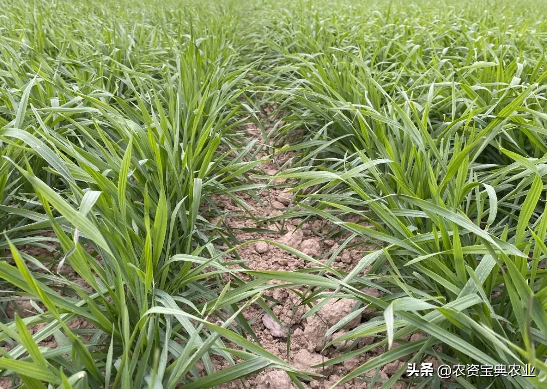 多花黑麦草的危害,难防又难治的多花黑麦草