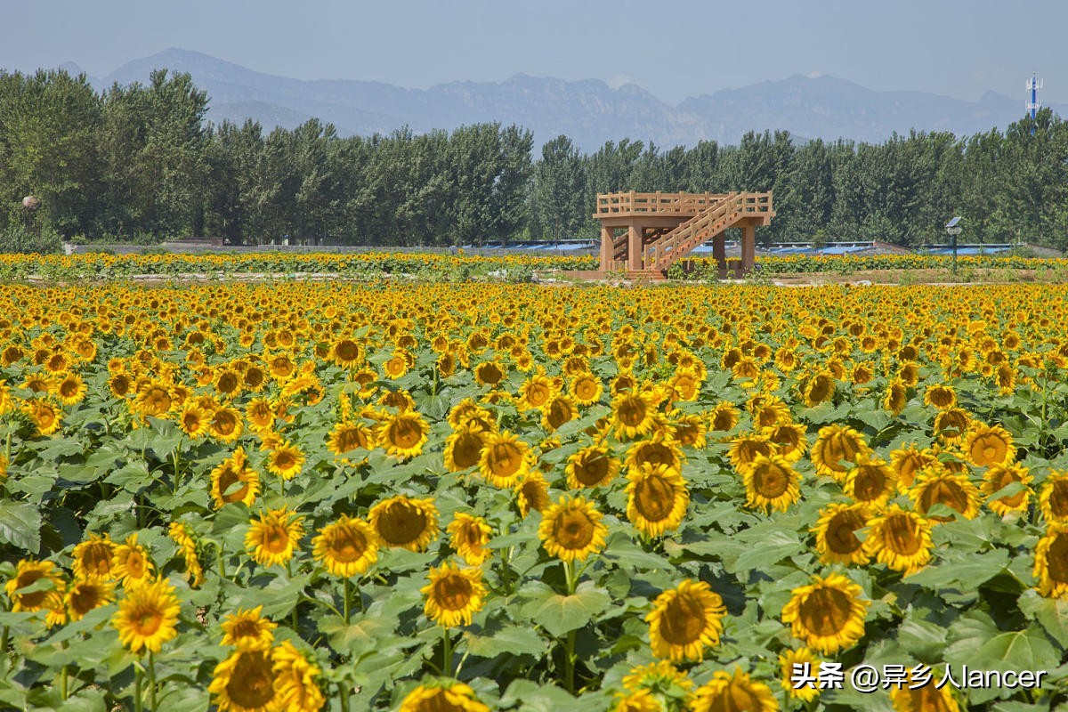 家庭农场：是否能成为乡村致富的新风口？