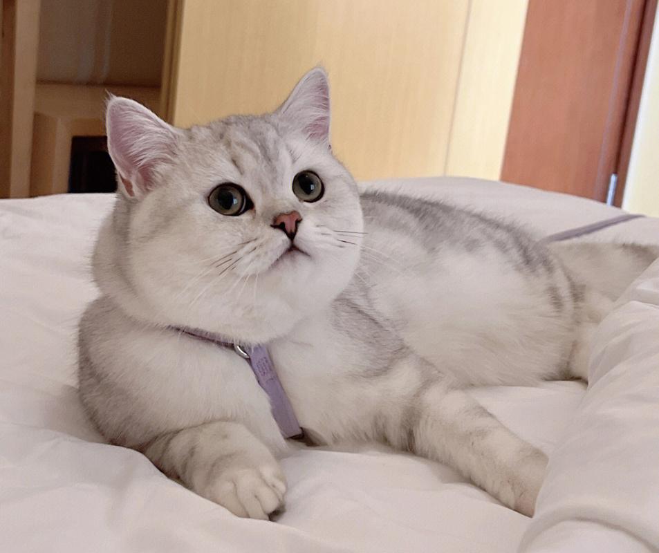 铲屎官回了老家结果给猫喂了猫粮,新手铲屎官注意让猫咪远离毒猫粮