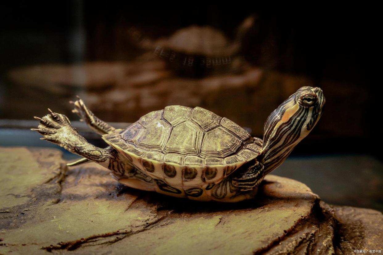 养一个人工繁殖的斑点池龟犯法吗,家里养什么龟赚钱