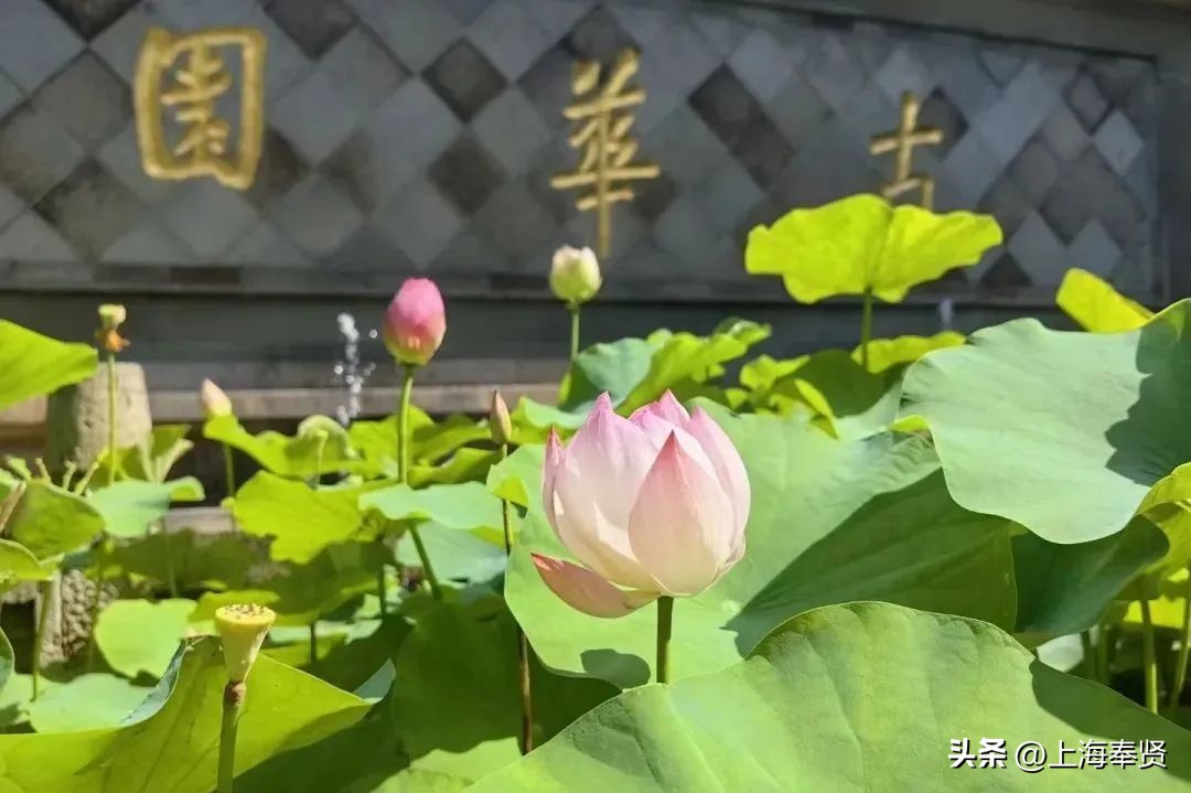 流“莲”忘返！来南桥这些地方邂逅夏天的浪漫→