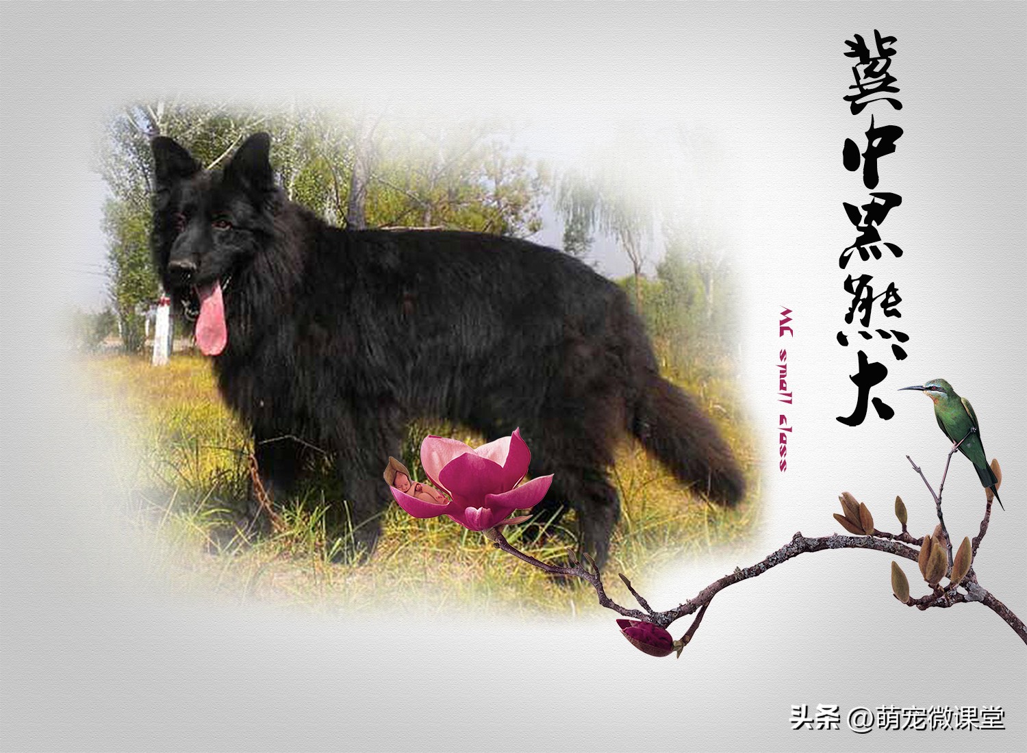 中国的犬种都有什么,中国本土犬种有几个