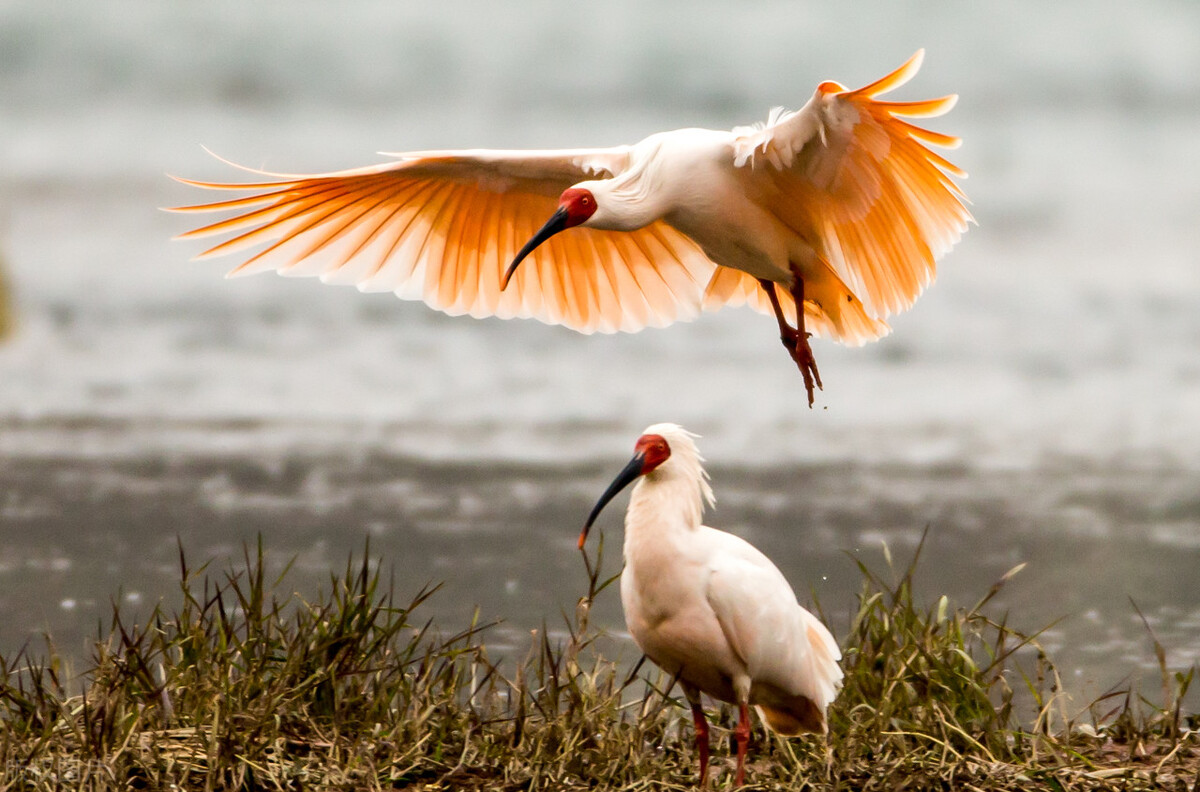 世界各国最稀有的国宝,100个国家国宝动物