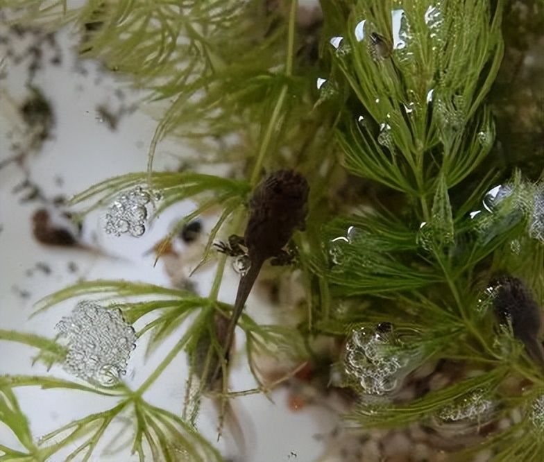 「原来欧洲有这么多种蛇？！」偷师卡塞尔的豢龙大师·下