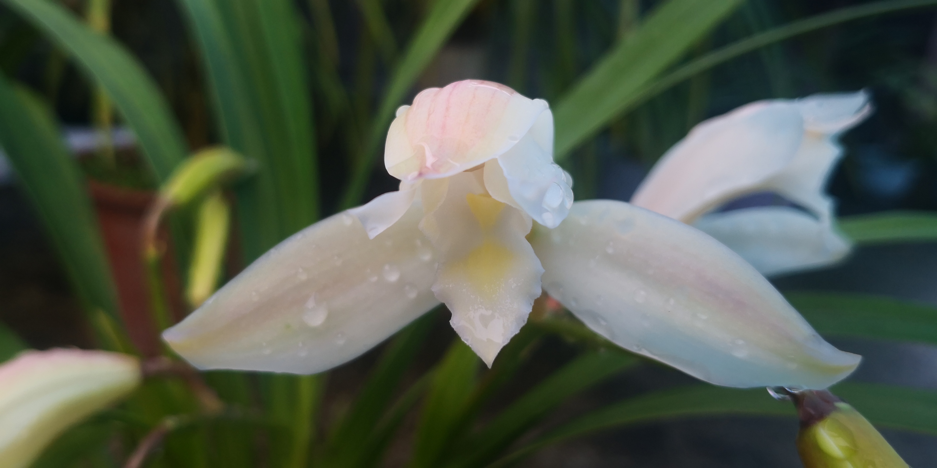 金平山里兰花,云贵川兰花名品排行榜