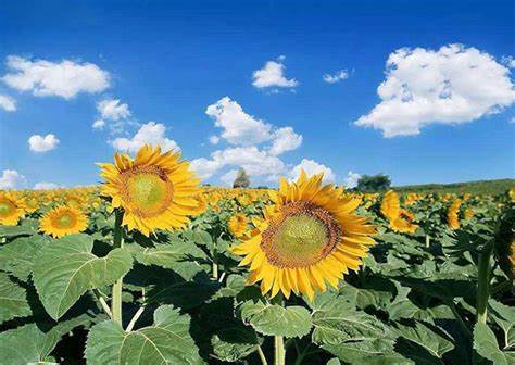 挤压豌豆作为有机高山农场奶牛饲料，为奶牛提供大豆蛋白是否可行