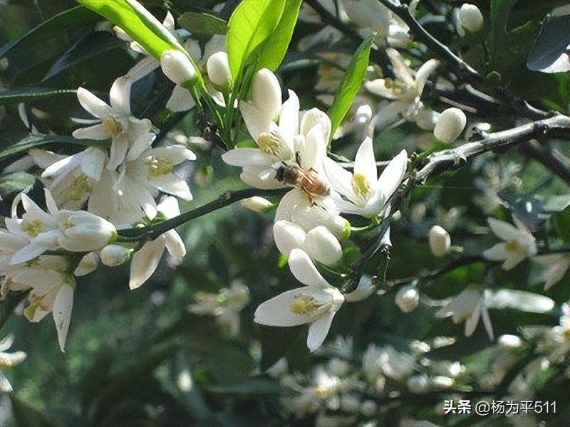 诗意香橼花（并柑橘橙柚花）