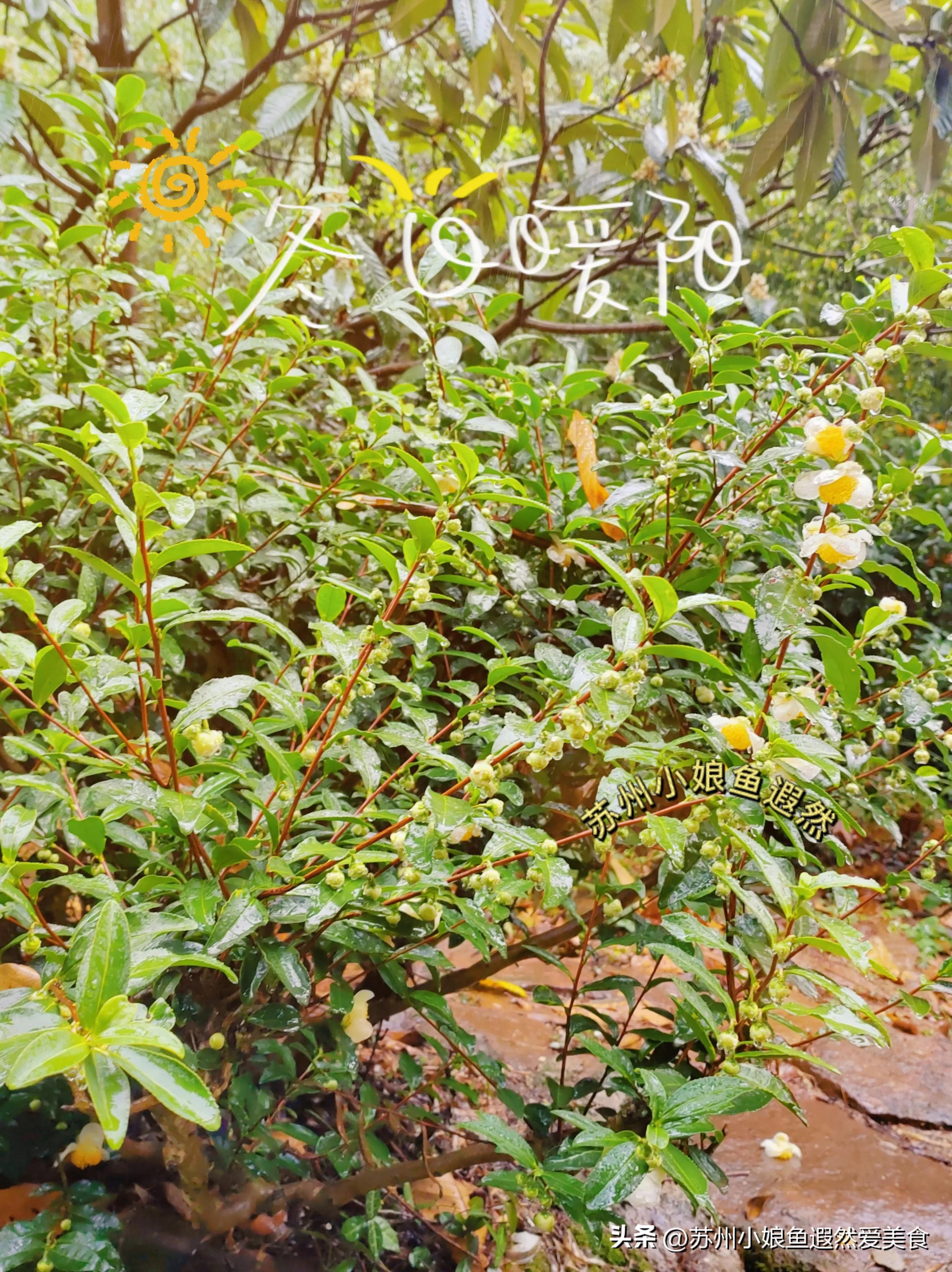 苏州一日游攻略探索更好玩的景点,苏州一日游景区推荐