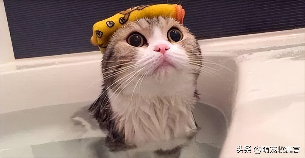 猫害怕洗澡怎么办？毛脏了不得不洗怎么办，方法给你了