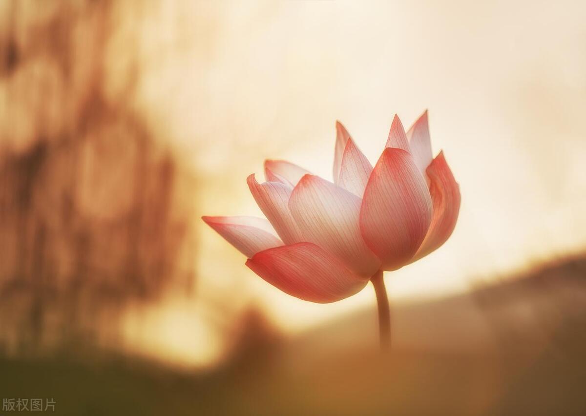 他们离婚后都走了,我买房后接养大我的婶婶来住,他们赶来认我了