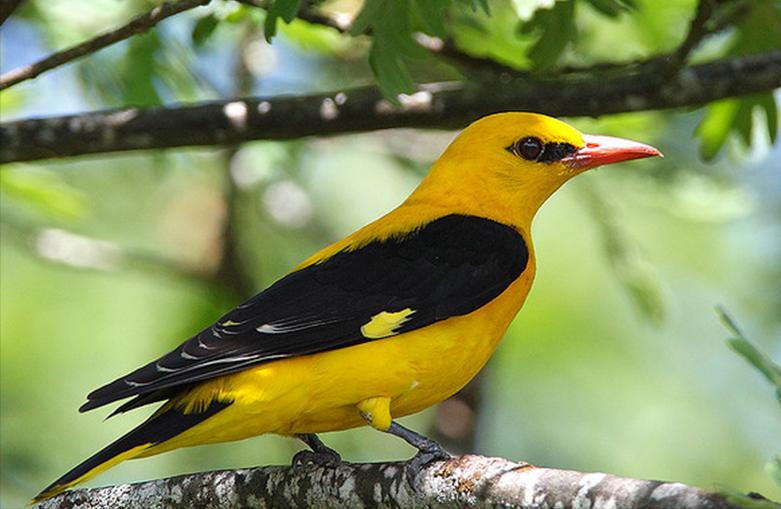 所有鸟图片大全大图,50张最佳鸟类摄影作品