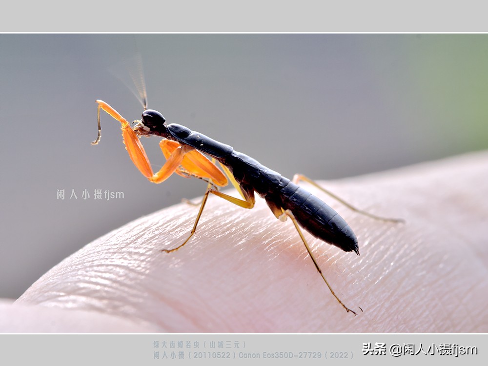 近距离拍摄昆虫小动物,常见昆虫微距摄影活动