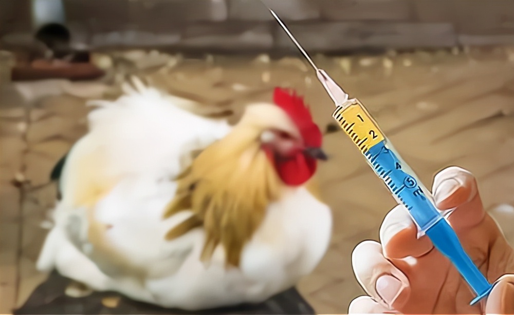 鸡肉含激素对人身体有什么危害,鸡肉里的激素有害吗