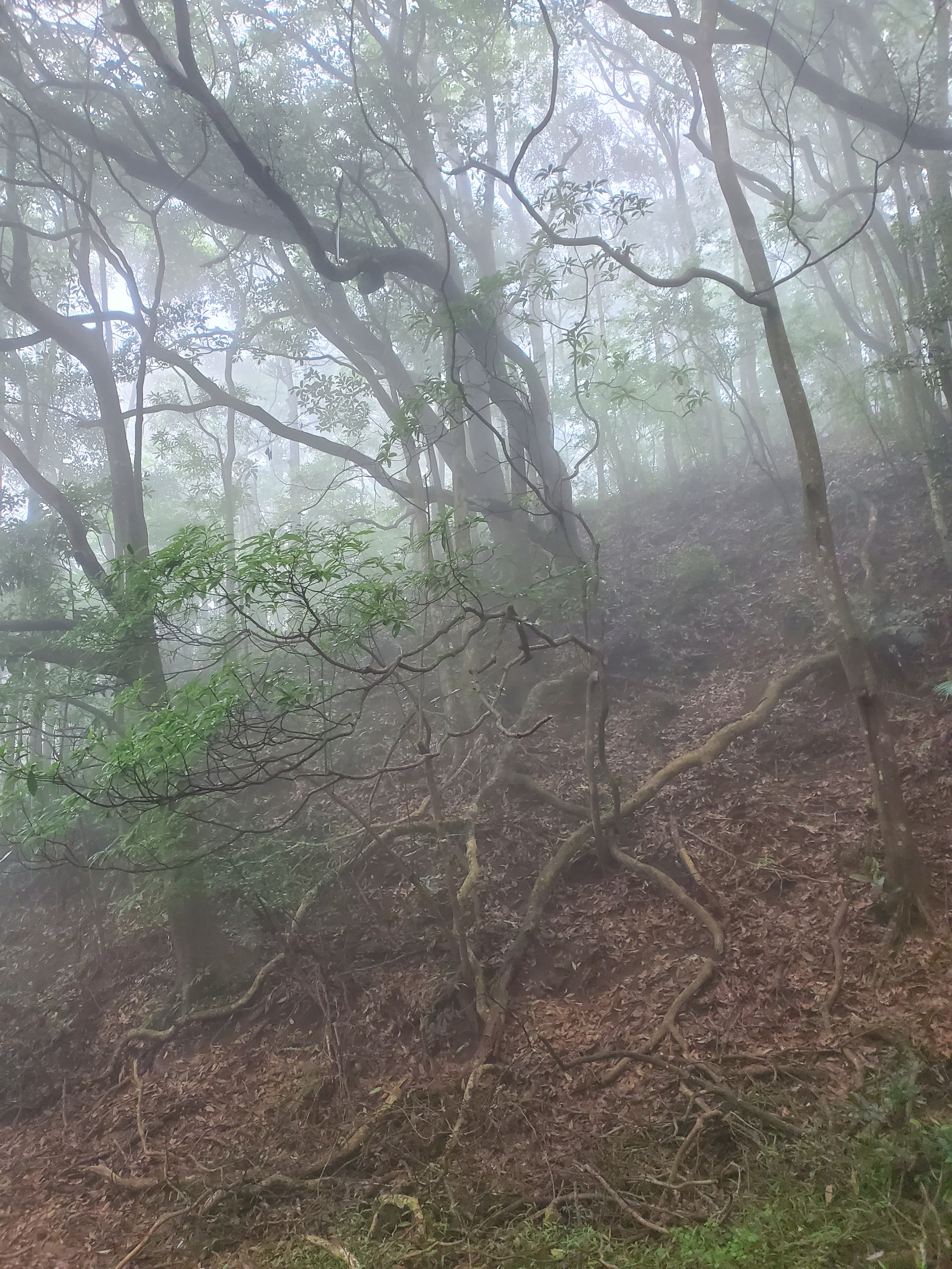 徒步香港大帽山,香港麦径徒步攻略