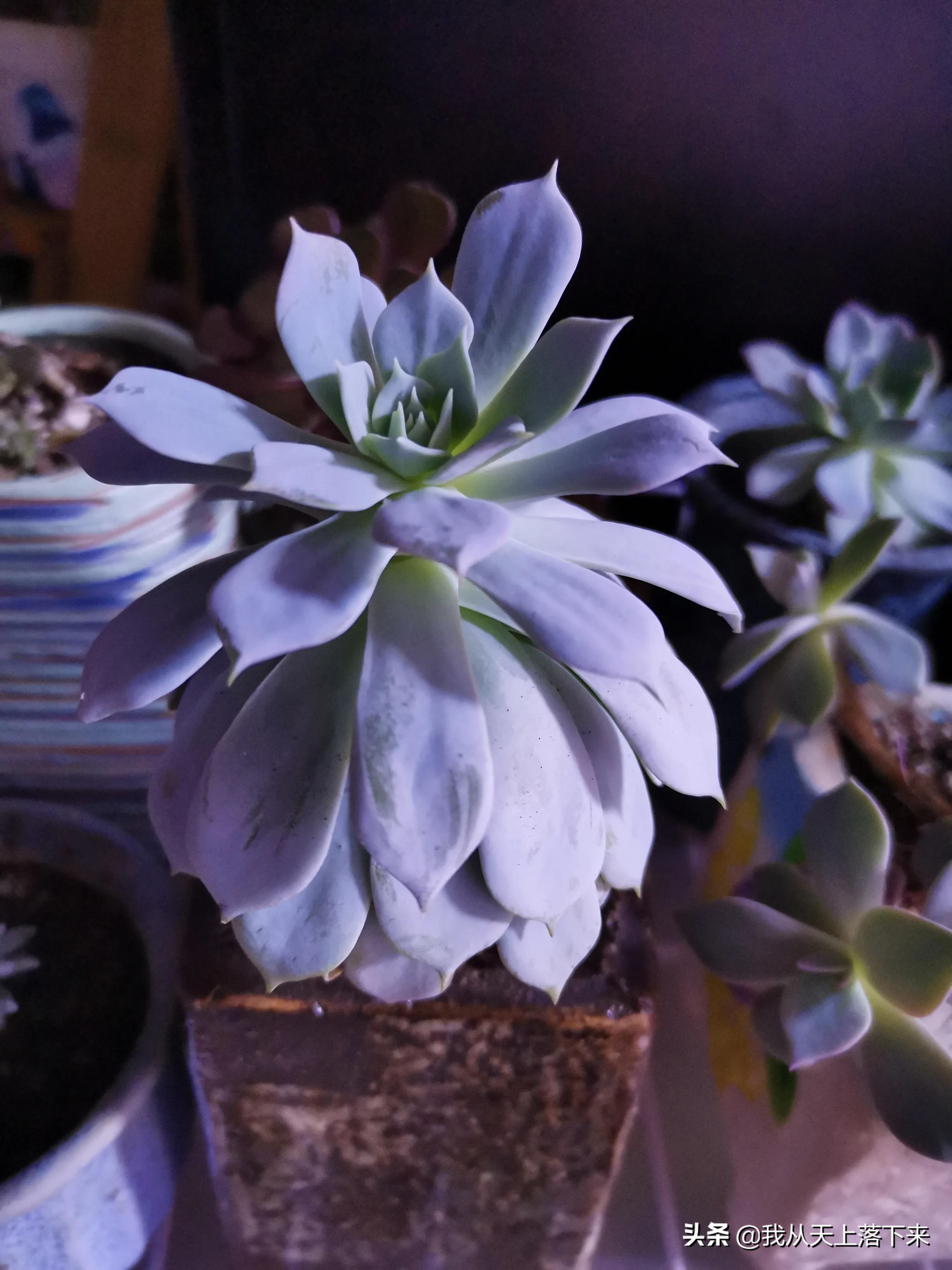 多肉品种及图片大全欣赏,多肉品种辨别图片大全欣赏