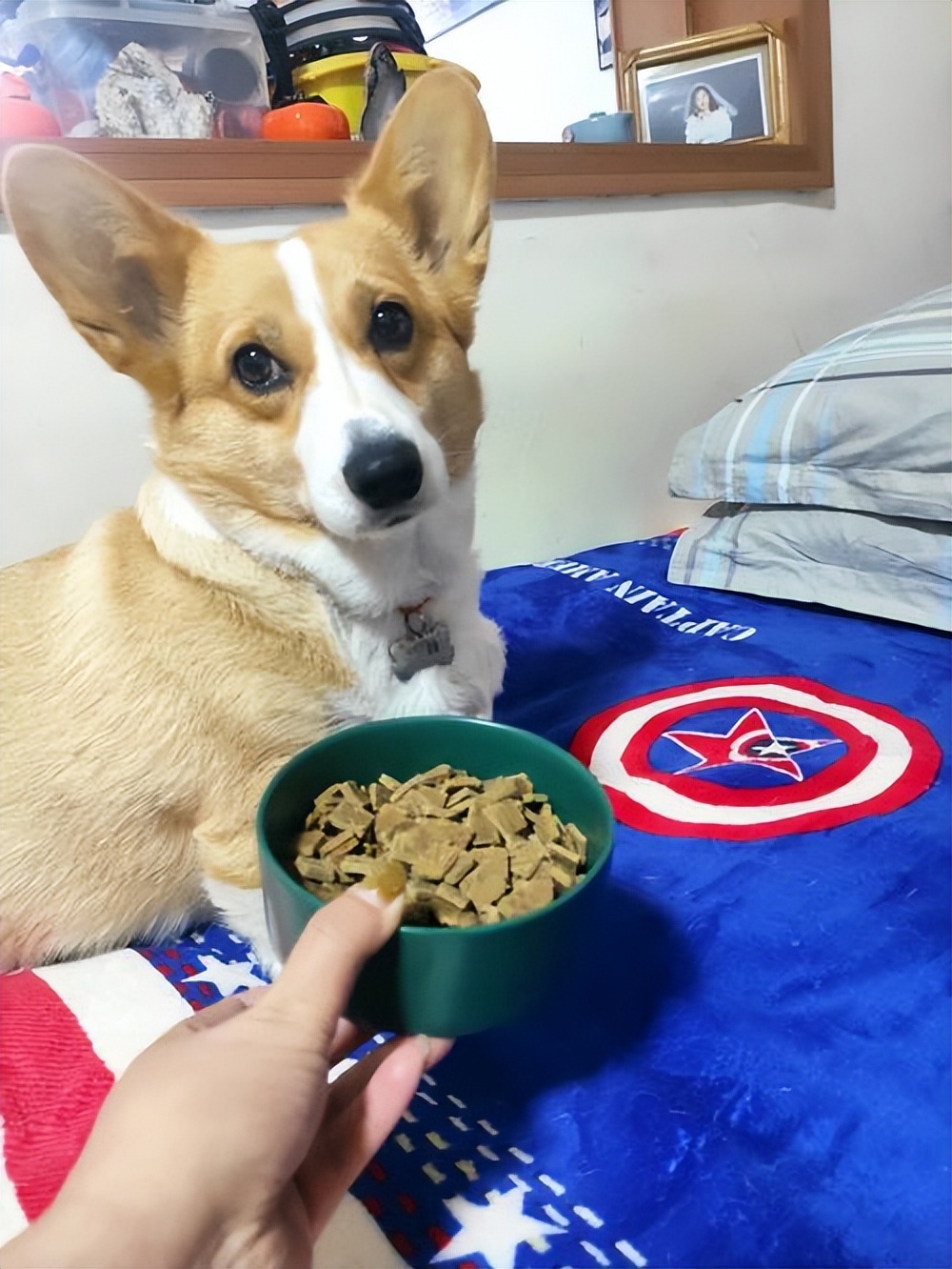 长肉狗粮测评排行榜前十名,推荐哪些长肉狗粮