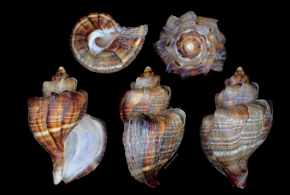 火速收藏！这里有一份中国吃螺图鉴