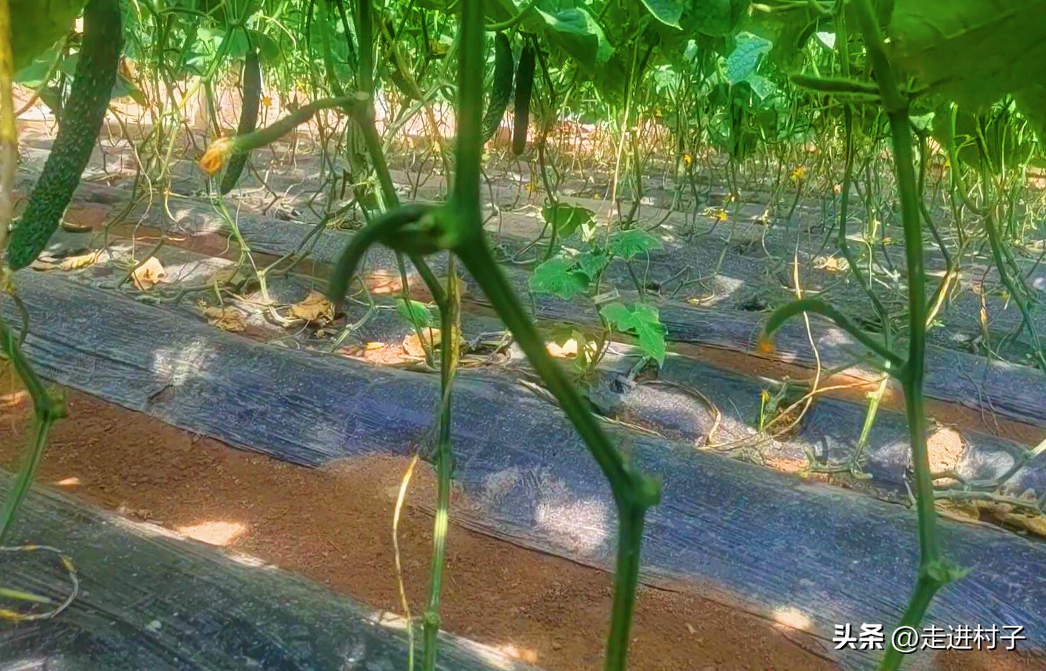 黄瓜长高需要把下面叶去掉吗,不搭架黄瓜如何修剪