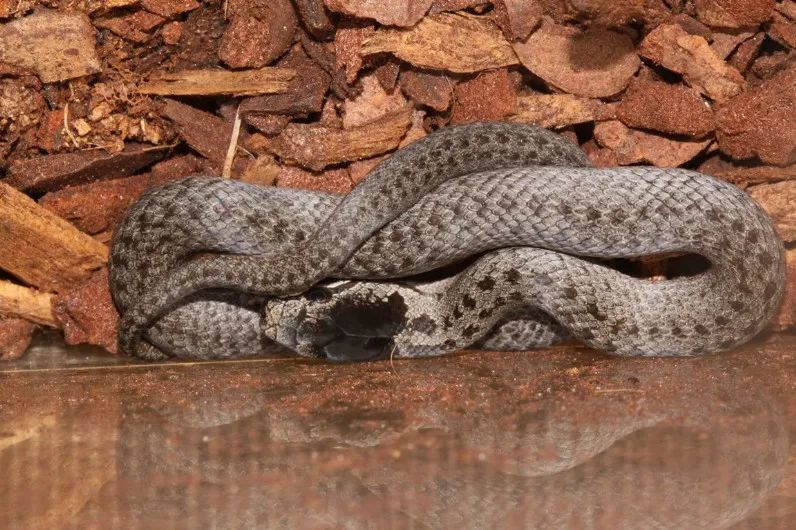 「原来欧洲有这么多种蛇？！」偷师卡塞尔的豢龙大师·下