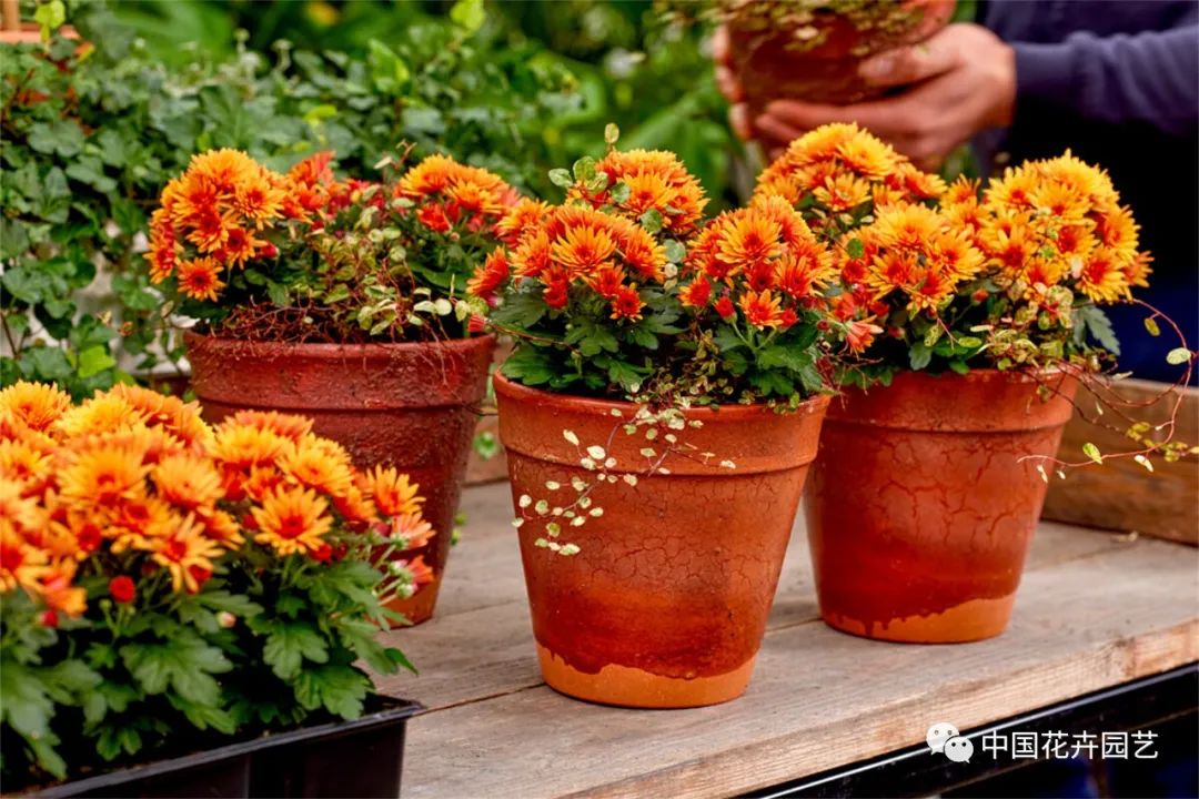 鑺卞崏鍝佺灞曠ず,鏂颁紭鑺卞崏鍝佺灞曠ず