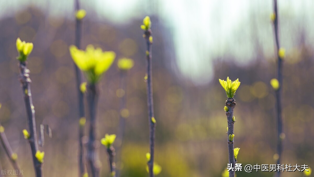 治前列腺炎为什么首先要调理脾胃,中药调理前列腺炎的思路