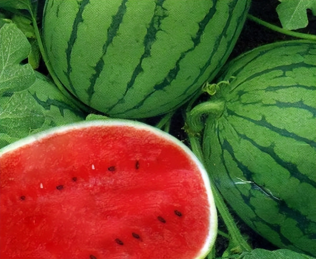 西瓜不可乱吃,西瓜能不能多吃